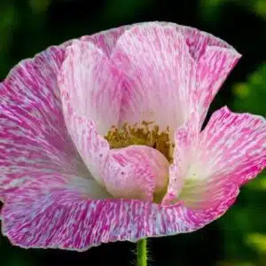 Poppy Seeds