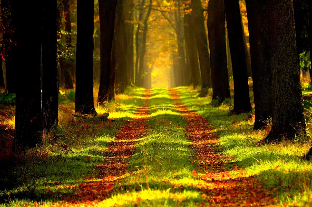 Wandelen: “Om de Haenen” Golfclub Teteringen